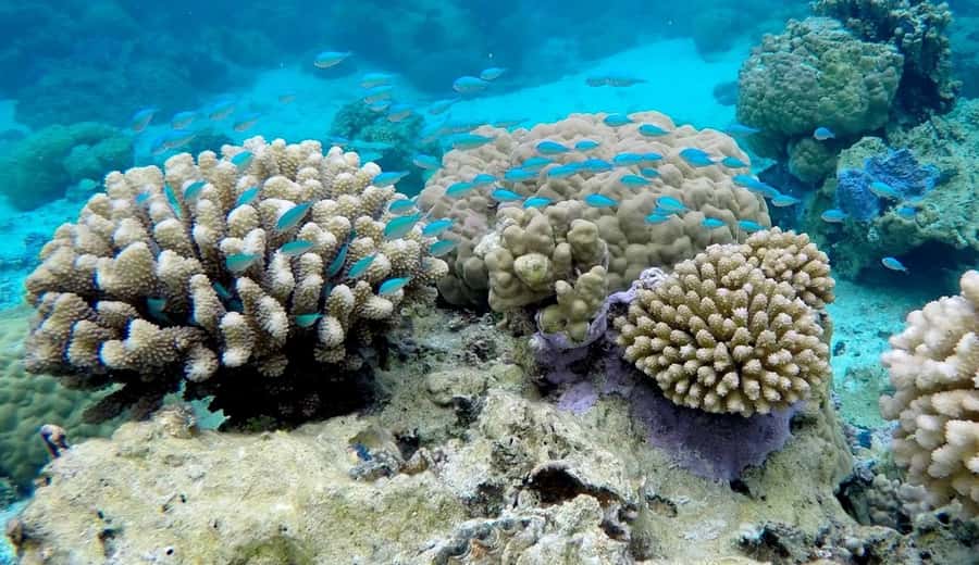 Bora Bora: 3.5-Hour Lagoon Boat Tour with Snorkeling - Coral gardens with time to look closely