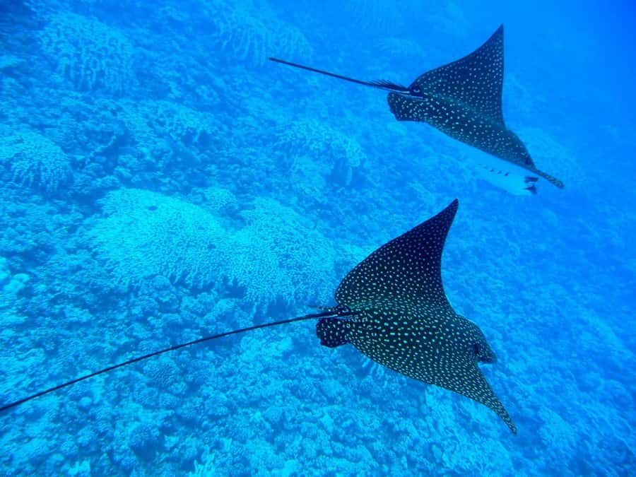 Bora Bora: 3.5-Hour Lagoon Boat Tour with Snorkeling - Snacks, fruit, and the final snorkeling stop