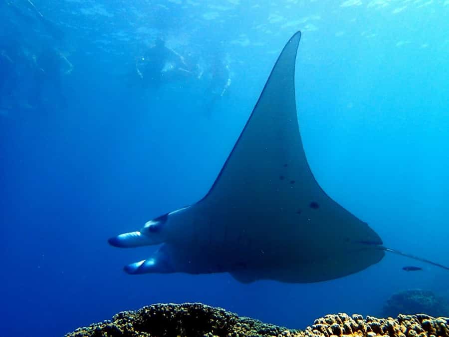 Bora Bora: 3.5-Hour Lagoon Boat Tour with Snorkeling - What the guide adds to the experience