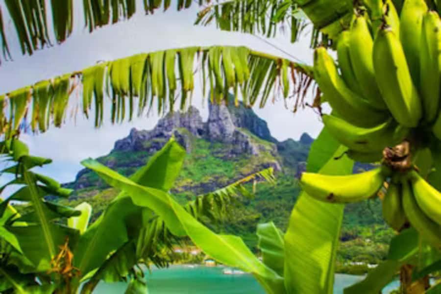 Bora Bora: 4WD History & Culture Tour - Starting from Matira or Vaitape