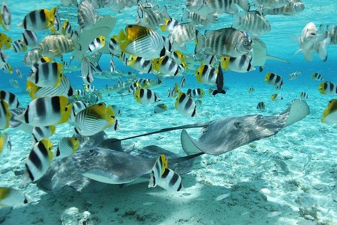 Bora Bora 4WD Tour & Eco Shark & Ray Snorkel Cruise - Coral gardens feel like an underwater aquarium