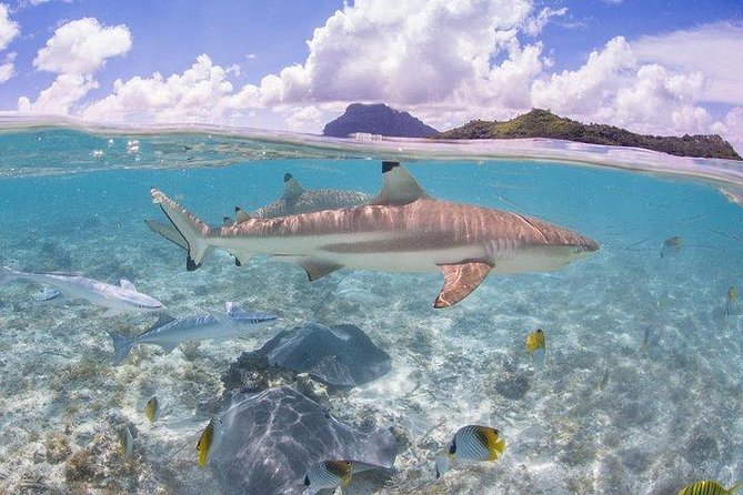 Bora Bora 4WD Tour & Eco Shark & Ray Snorkel Cruise - How the guides shape the day