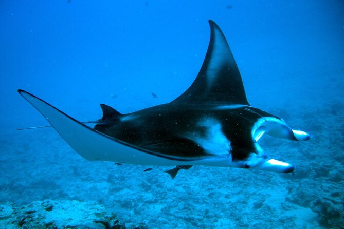Bora Bora adventure Private Combo Jet Ski and Eco Sharks Snorkel - A full morning on Bora Bora’s open lagoon