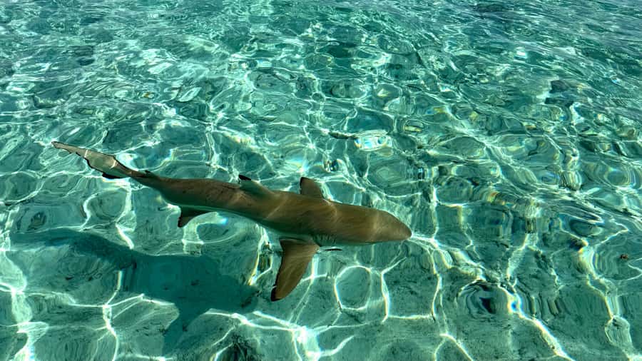 Bora Bora: Blue Lagoon Cruise, Snorkeling and Lunch . - Five things to know before booking
