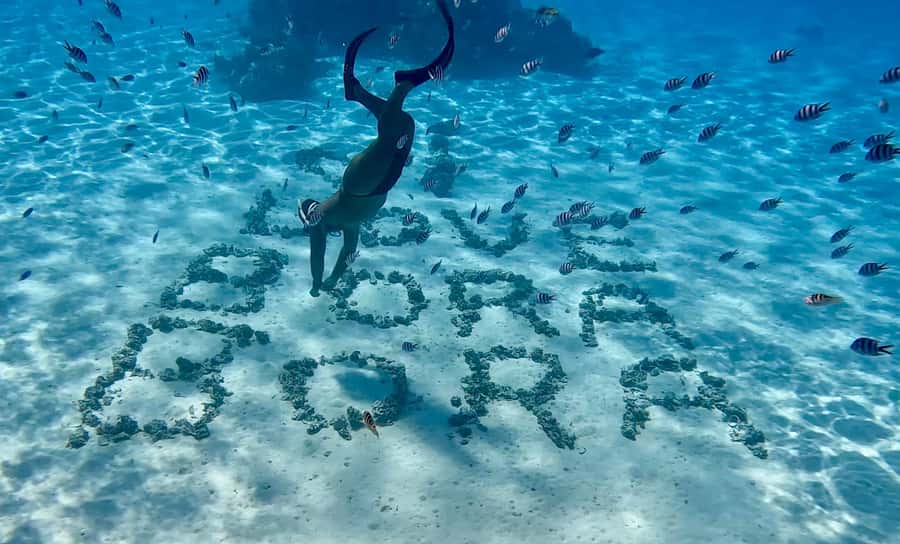Bora Bora: Blue Lagoon Cruise, Snorkeling and Lunch . - Swimming with sharks and rays