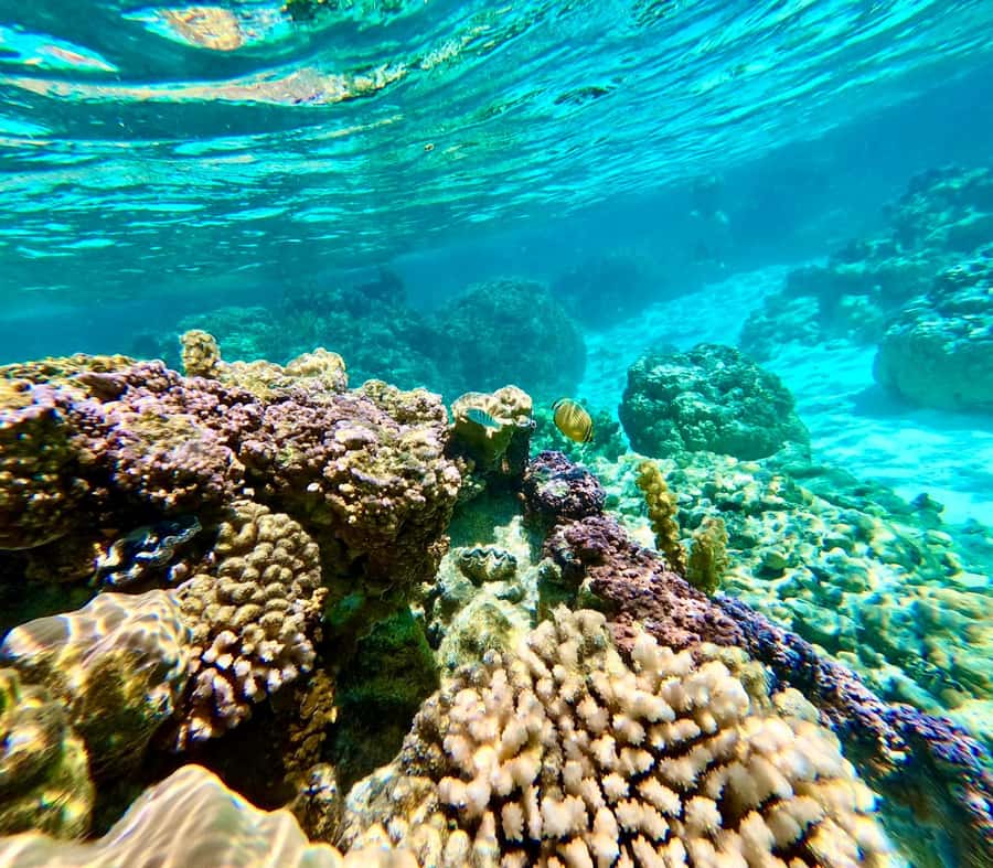 Bora Bora: Blue Lagoon Cruise, Snorkeling and Lunch . - Small details that improve the day