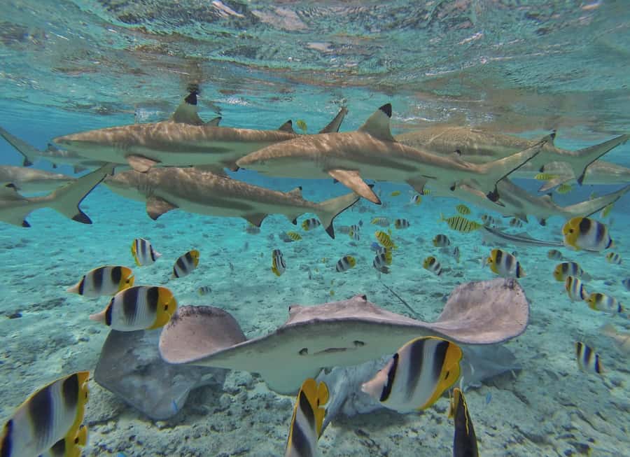 Bora Bora by Land and Sea: 4WD Safari and Snorkel - Local fruit, coconut oil, and handmade pareos