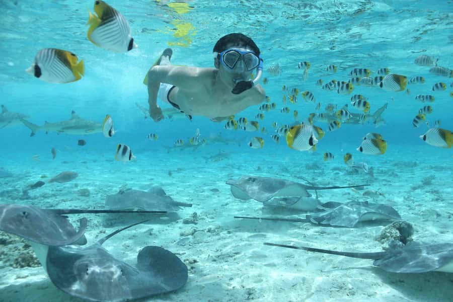 Bora Bora by Land and Sea: 4WD Safari and Snorkel - Snorkeling around the coral gardens