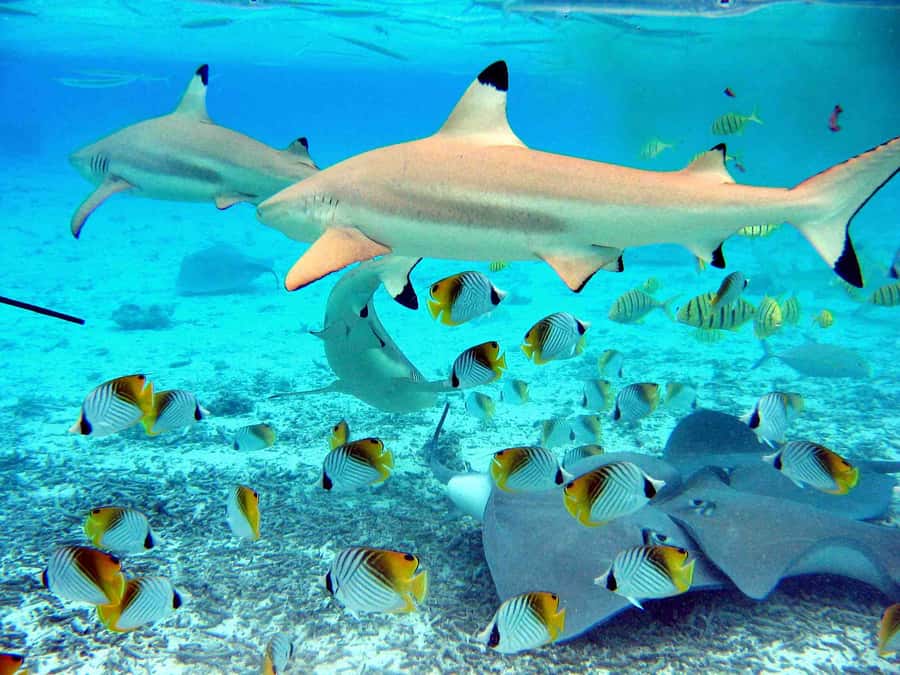 Bora Bora: Eco Shark and Snorkeling Safari - Stop two: the chance to see eagle rays