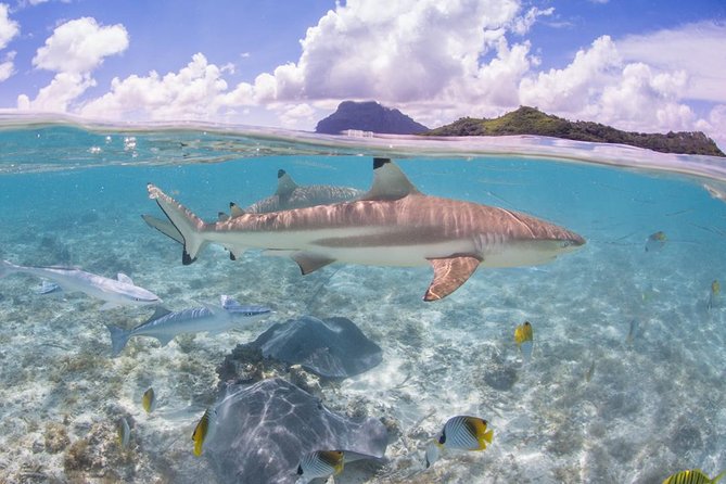 Bora Bora Eco Snorkel Cruise Including Snorkeling with Sharks and Stingrays - Manta rays, eagle rays, and other possible sightings