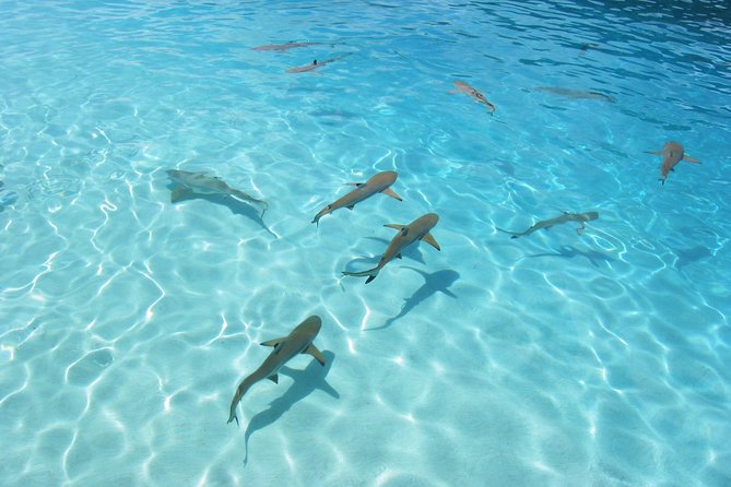 Bora Bora Eco Snorkel Cruise Including Snorkeling with Sharks and Stingrays - Boat time and the Bora Bora view