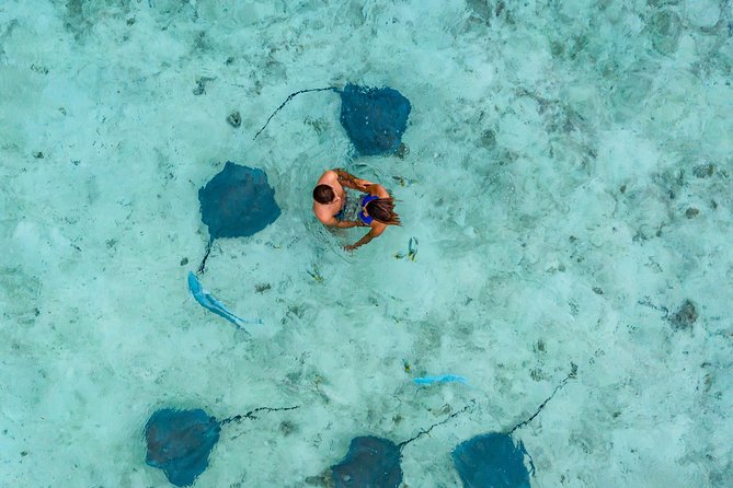 Bora Bora Eco Snorkel Cruise Including Snorkeling with Sharks and Stingrays - The coral garden brings the color
