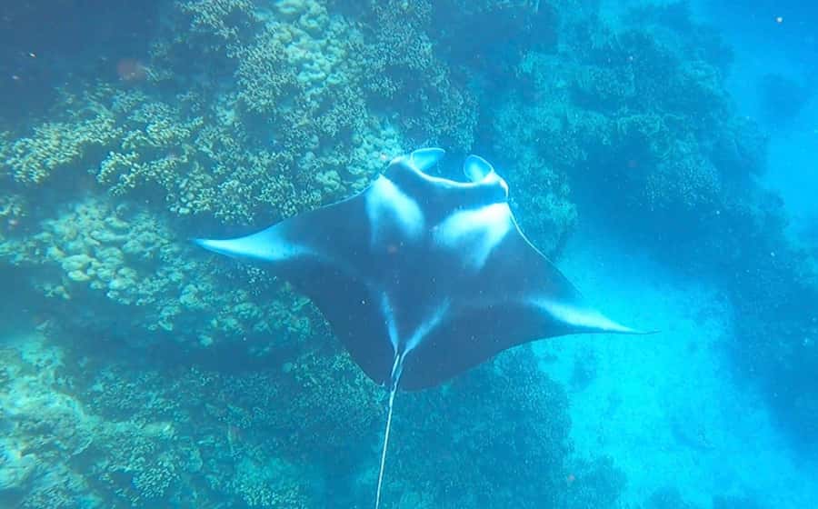 Bora Bora: Full day Lagoon Safari & Lunch on a Motu - ST - Key points at a glance