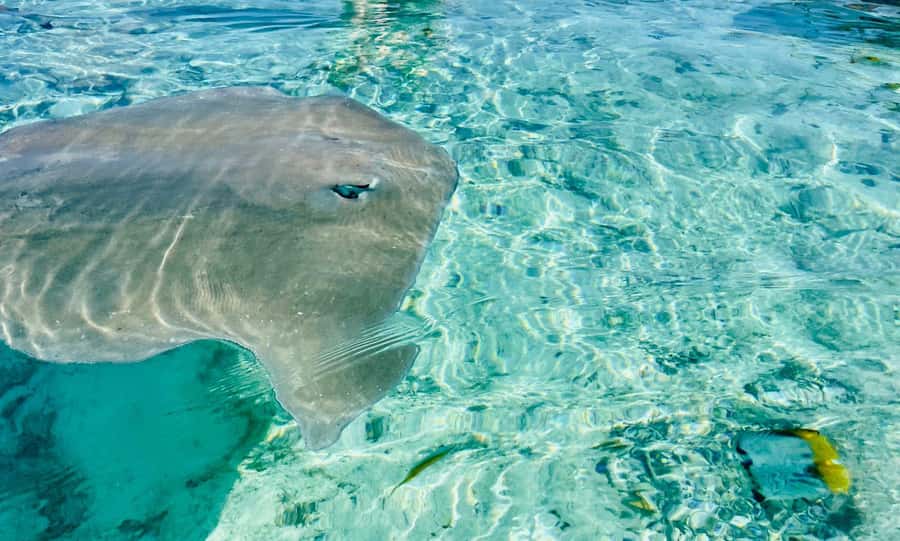 Bora Bora: Full day Lagoon Safari & Lunch on a Motu - ST - First water stop: stingrays and blacktip reef sharks