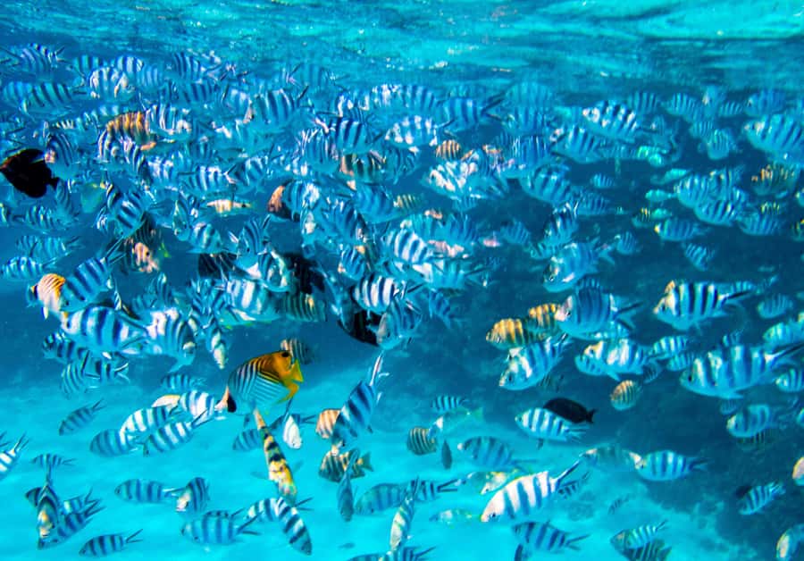 Bora Bora: Full-Day Lagoon Snorkelling Tour - Why this seven-hour lagoon day works