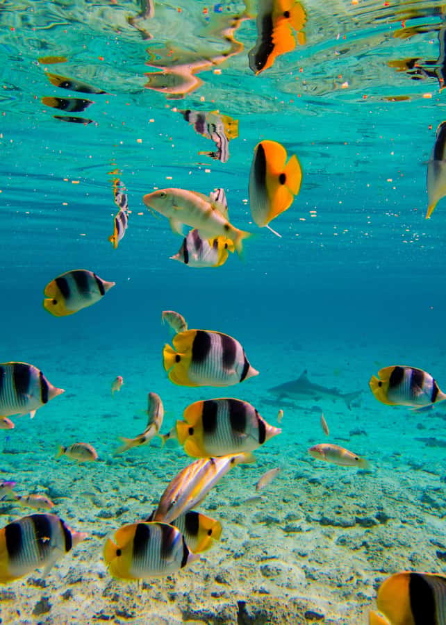 Bora Bora: Full-Day Lagoon Snorkelling Tour - A motu lunch with grilled food and lagoon views