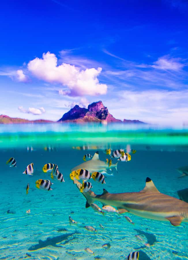 Bora Bora: Full-Day Lagoon Snorkelling Tour - The morning starts with Bora Bora from the water