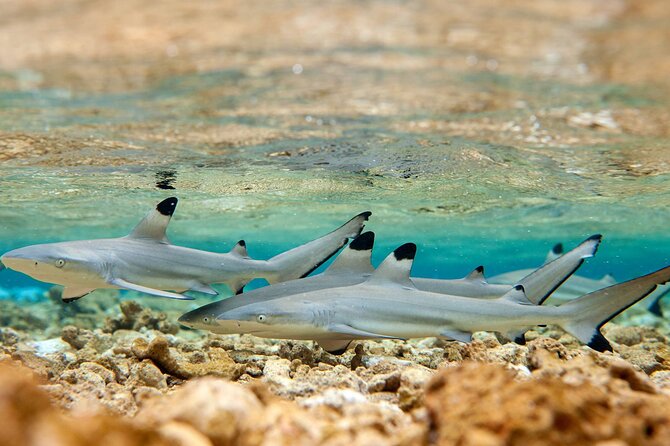Bora Bora Full Day Snorkeling with Lunch - A generous Tahitian lunch