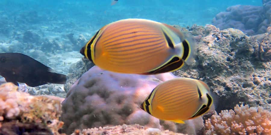 Bora Bora: Half Day Catamaran Sailing & Snorkelling - What the four hours really offer