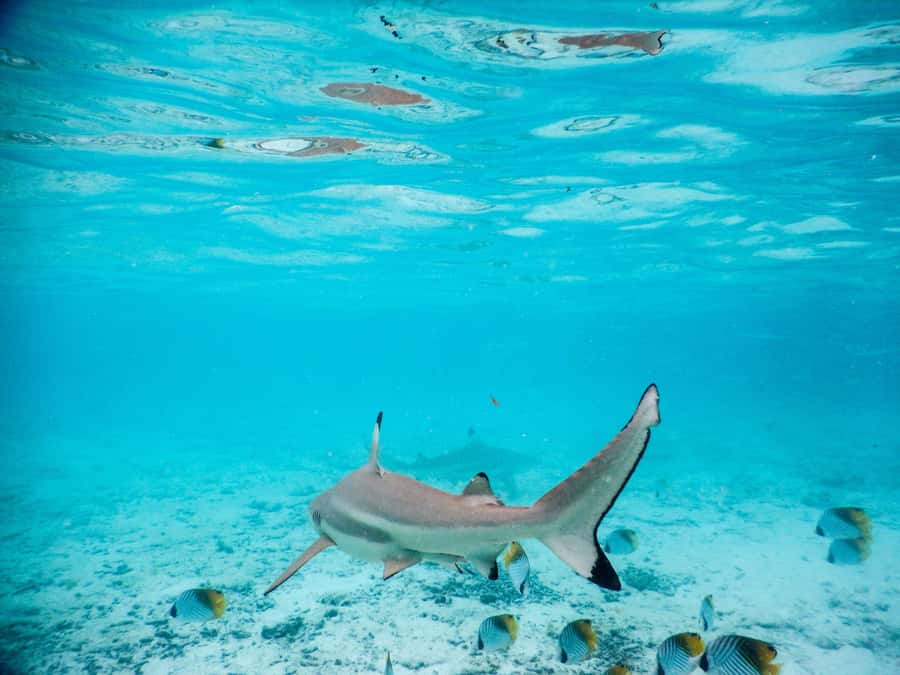 Bora Bora: Half-Day Lagoon Snorkelling Tour - A short boat ride with a lot packed in