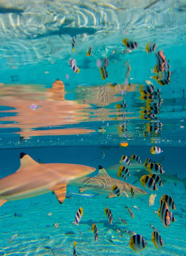Bora Bora: Half-Day Lagoon Snorkelling Tour - The coral garden and its fish-filled water