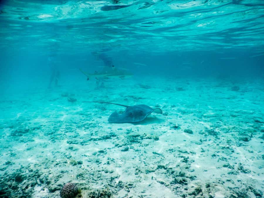 Bora Bora: Half-Day Lagoon Snorkelling Tour - Meeting Bora Bora’s small reef sharks