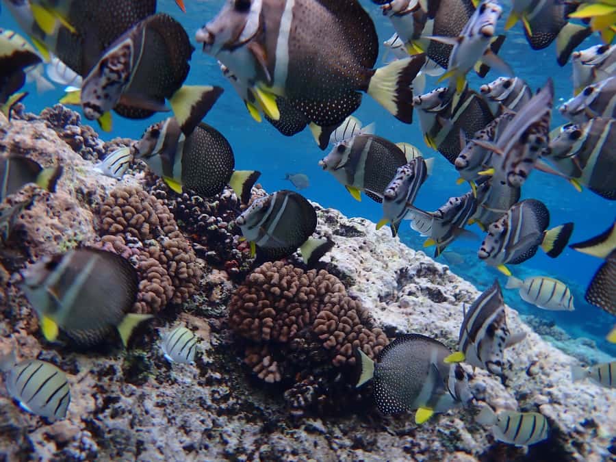 Bora Bora: Introductory Dive - Key points to know before you book