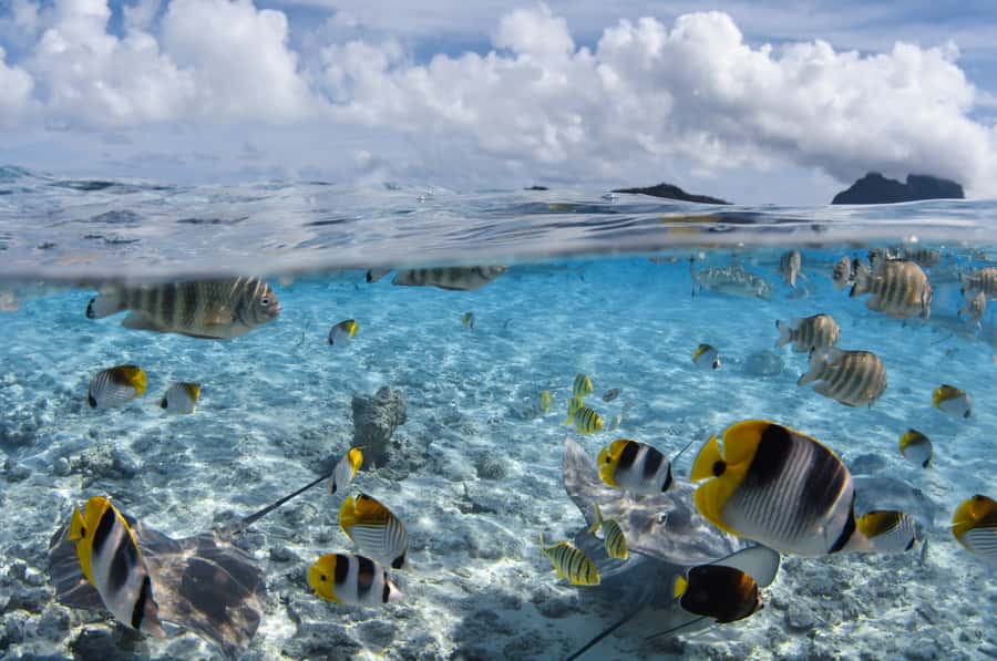 Bora Bora: Introductory Dive - Who will enjoy this experience most