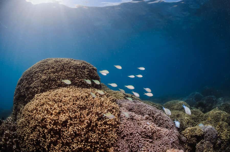Bora Bora: Introductory Dive - What the strongest praise tells you