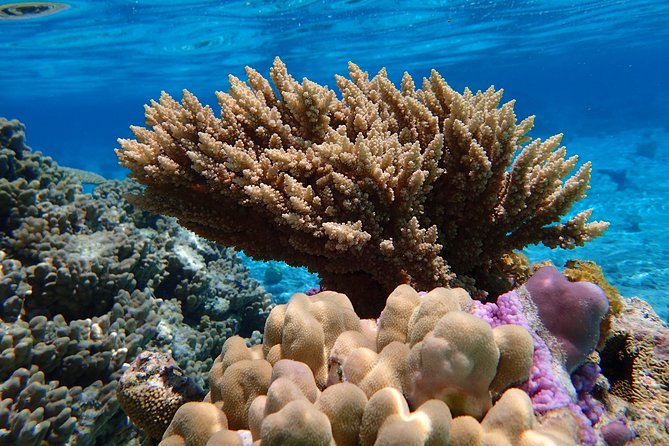 Bora Bora Lagoon Snorkeling Tour by Private Boat - A private morning or afternoon on the lagoon