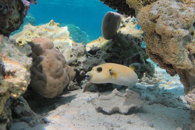 Bora Bora Lagoon Snorkeling Tour by Private Boat - Sharks, turtles, eels, and the outer reef
