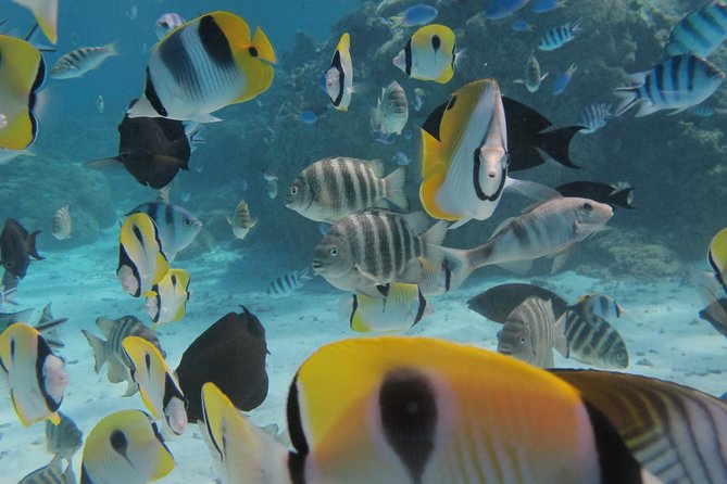 Bora Bora Lagoon Snorkeling Tour by Private Boat - A slow cruise around Bora Bora