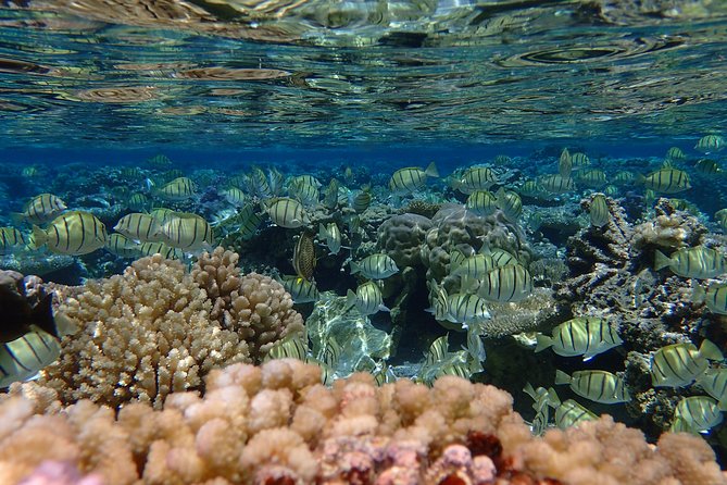 Bora Bora Lagoon Snorkeling Tour by Private Boat - Guides make the difference