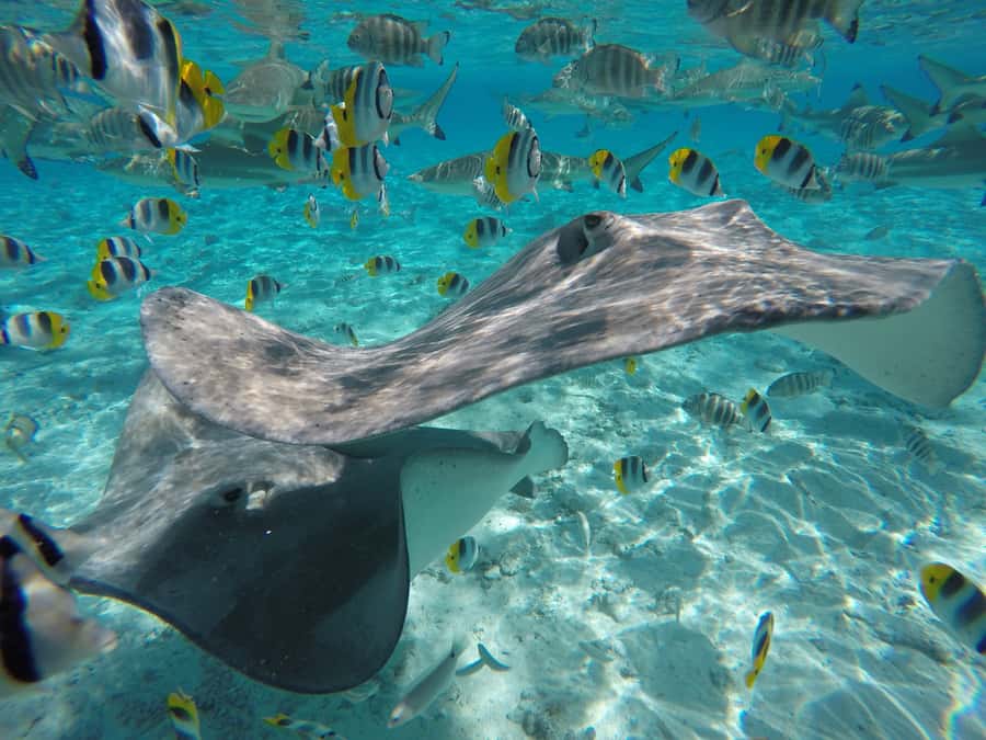 Bora Bora: Lagoon Tour and Snorkeling Experience - Why this four-hour tour works well