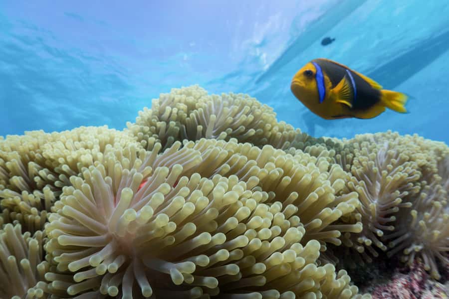 Bora Bora: Lagoon Tour and Snorkeling Experience - Boarding the motorized outrigger