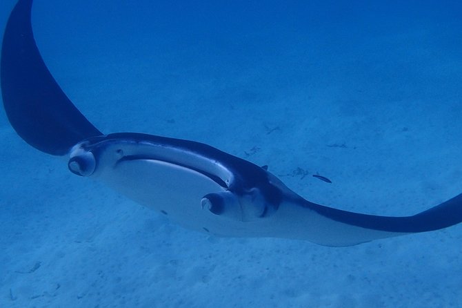 Bora Bora: Luxury Private Half Day Snorkeling Tour - Resort pickup makes the half-day schedule easy