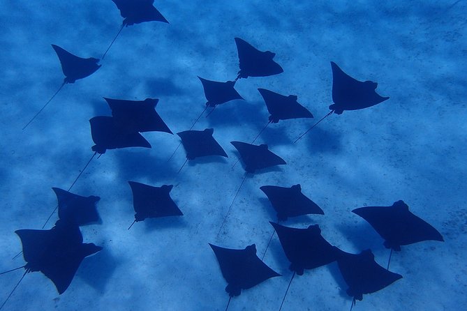 Bora Bora: Luxury Private Half Day Snorkeling Tour - Stop three: searching for manta and eagle rays