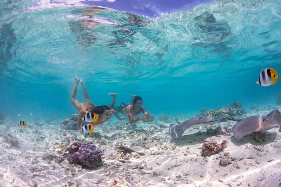 Bora Bora Luxury Tour and Beach Picnic - Meeting blacktip reef sharks and stingrays
