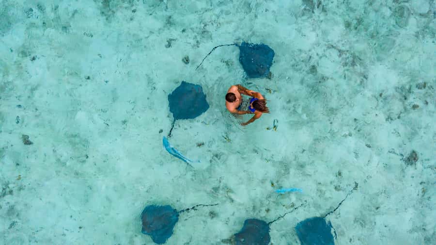 Bora Bora Luxury Tour and Beach Picnic - Snorkeling in the coral garden