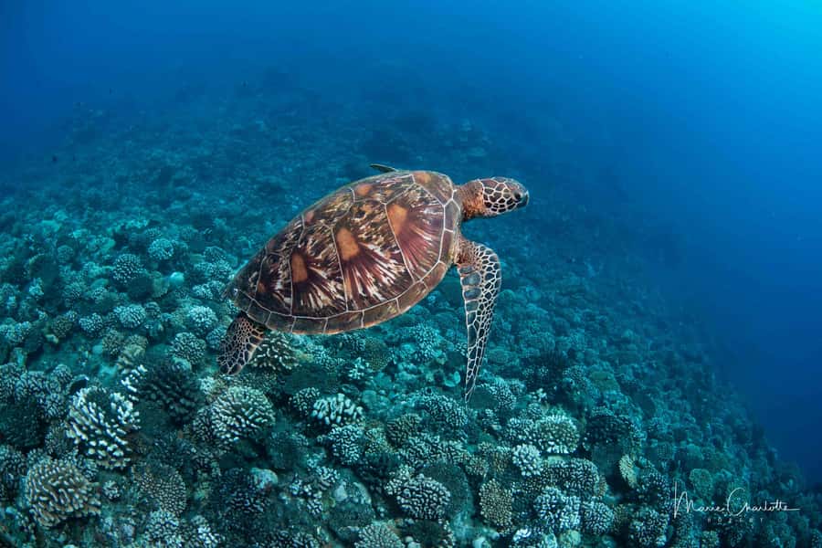 Bora Bora: Morning 2 tank dive for certified divers - What the five-star feedback tells you