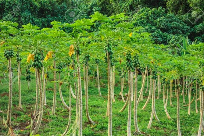 Bora Bora Off-Road Sightseeing Tour - Riding into Faanui Valley and its fruit plantations
