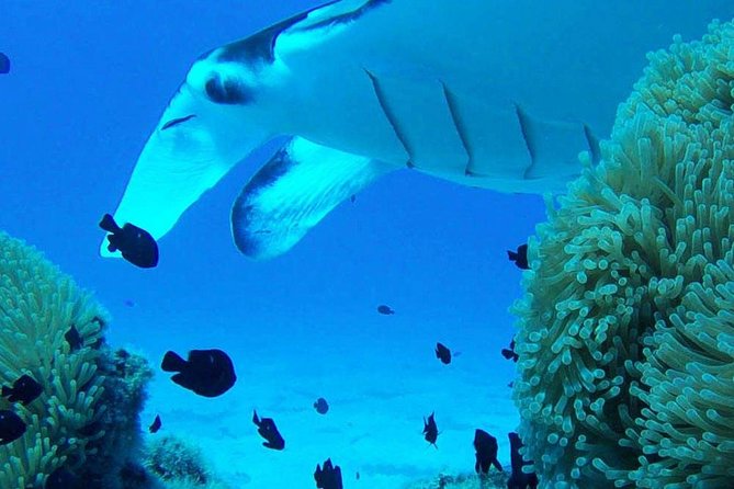 Bora Bora Private Lagoon Tours - One captain, one boat, and a more personal pace