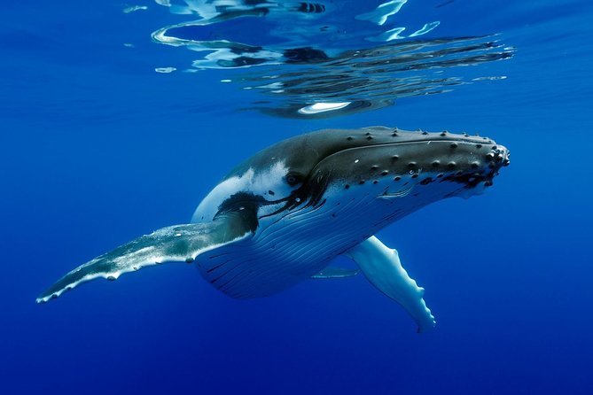 Bora Bora Whale Watching - Setting out from Bora Bora for humpback season