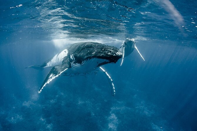 Bora Bora Whale Watching - The possible swim with humpback whales