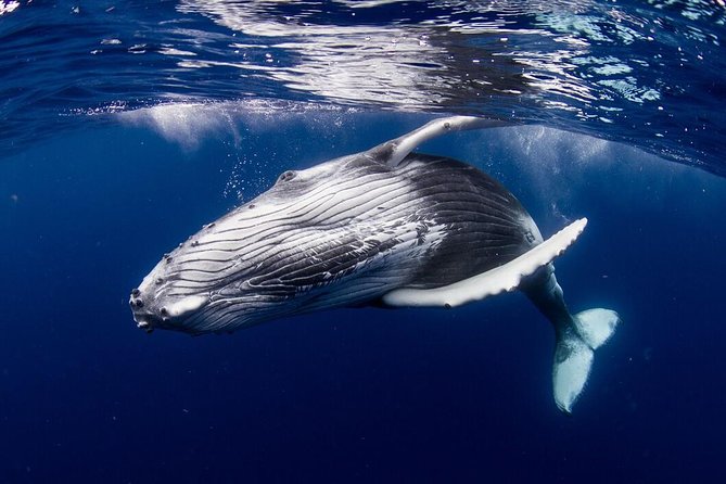 Bora Bora Whale Watching - What the three-and-a-half-hour itinerary feels like