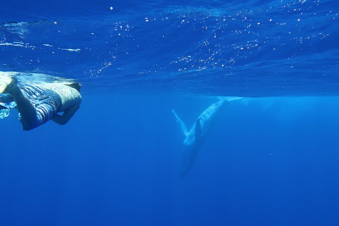 Bora Bora Whale Watching - A private boat, but check the group wording