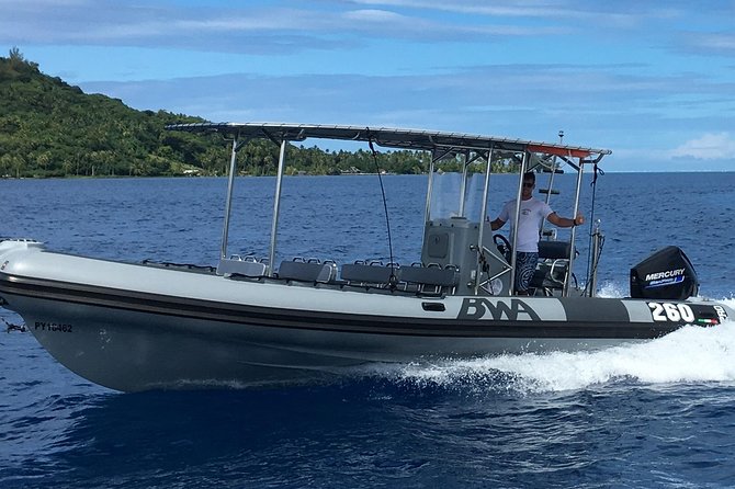 Bora Bora Whale Watching - Weather, cancellations, and timing your booking