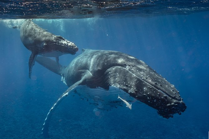 Bora Bora Whale Watching - Why the hydrophone changes the search