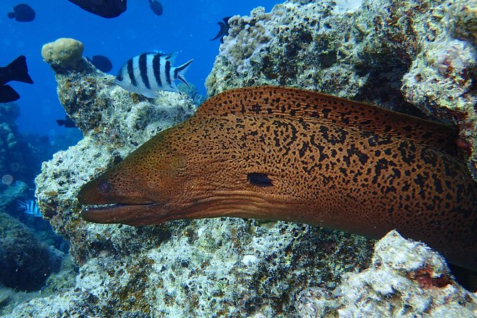 Combo Diving and Snorkeling Full Day Tour - Why the private format changes the value