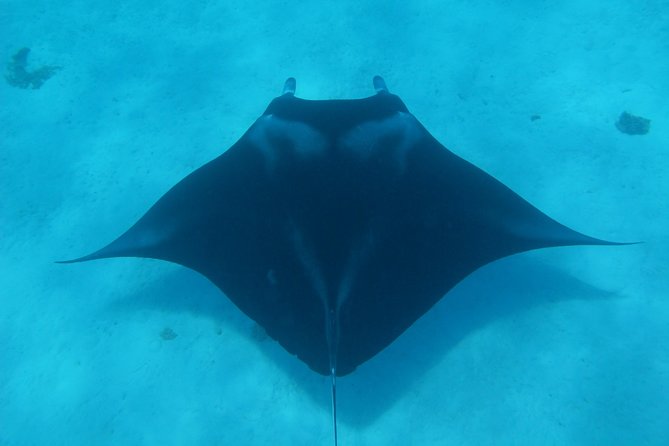Combo Diving and Snorkeling Full Day Tour - Two morning scuba sessions at separate sites